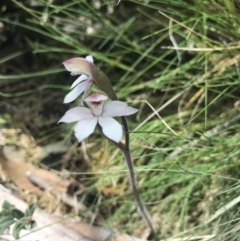 Caladenia alpina (Mountain Caps) at Cotter River, ACT - 2 Nov 2021 by BrianH