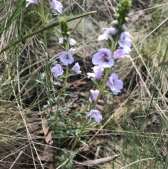 Euphrasia collina subsp. paludosa at Cotter River, ACT - 1 Nov 2021 by BrianH