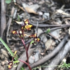 Diuris pardina (Leopard Doubletail) at Cotter River, ACT - 2 Nov 2021 by BrianH