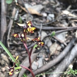 Diuris pardina at Cotter River, ACT - suppressed