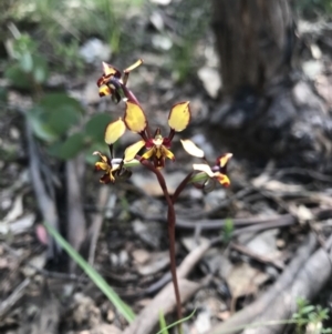 Diuris pardina at Cotter River, ACT - suppressed