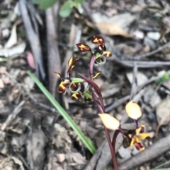 Diuris pardina at Cotter River, ACT - suppressed