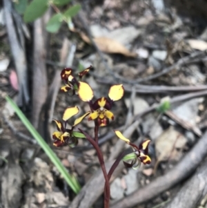 Diuris pardina at Cotter River, ACT - suppressed