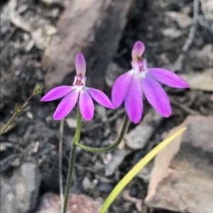 Caladenia carnea at Cotter River, ACT - suppressed