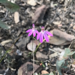 Caladenia carnea at Cotter River, ACT - suppressed