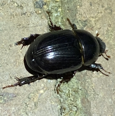 Heteronychus arator (African black beetle) at Jerrabomberra, NSW - 1 Nov 2021 by SteveBorkowskis