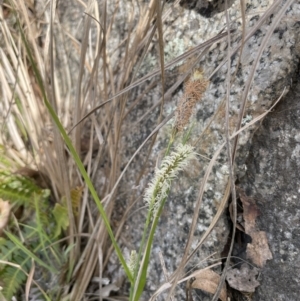 Carex gaudichaudiana at Paddys River, ACT - 1 Nov 2021 12:41 PM