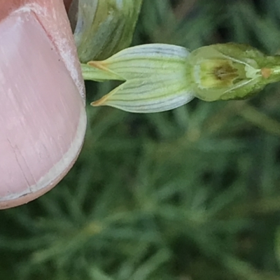 Bunochilus montanus (ACT) = Pterostylis jonesii (NSW) (Montane Leafy Greenhood) at Cotter River, ACT - 2 Nov 2021 by BrianH