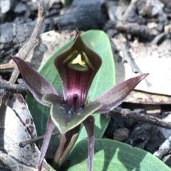 Chiloglottis valida (Large Bird Orchid) at Cotter River, ACT - 2 Nov 2021 by BrianH