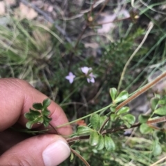 Boronia algida at Cotter River, ACT - 2 Nov 2021