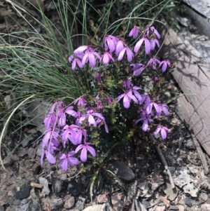 Tetratheca bauerifolia at Cotter River, ACT - 2 Nov 2021 12:28 PM