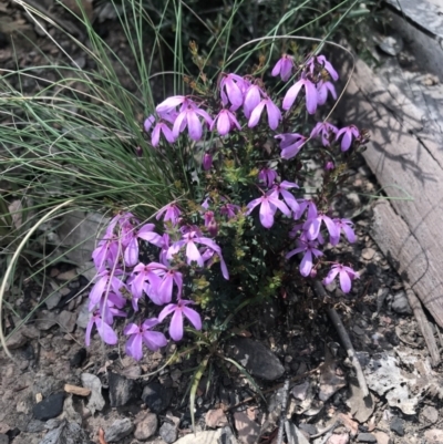 Tetratheca bauerifolia (Heath Pink-bells) at Cotter River, ACT - 2 Nov 2021 by BrianH