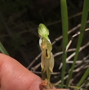 Bunochilus montanus (ACT) = Pterostylis jonesii (NSW) at Cotter River, ACT - suppressed