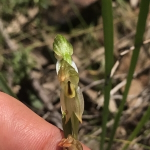 Bunochilus montanus (ACT) = Pterostylis jonesii (NSW) at Cotter River, ACT - suppressed