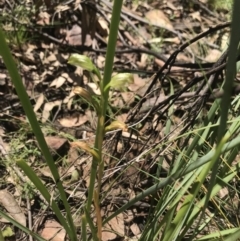 Bunochilus montanus (ACT) = Pterostylis jonesii (NSW) at Cotter River, ACT - suppressed