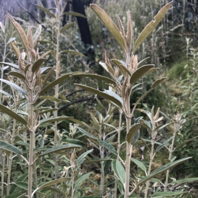 Olearia megalophylla (Large-leaf Daisy-bush) at Cotter River, ACT - 2 Nov 2021 by BrianH