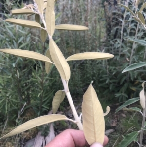 Olearia megalophylla at Cotter River, ACT - 2 Nov 2021