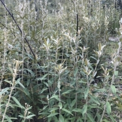 Olearia megalophylla at Cotter River, ACT - 2 Nov 2021 02:15 PM