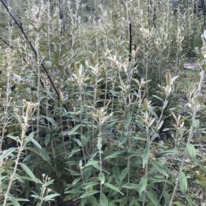 Olearia megalophylla at Cotter River, ACT - 2 Nov 2021 02:15 PM