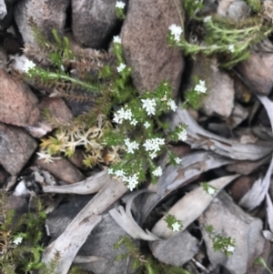 Asperula conferta at Cotter River, ACT - 2 Nov 2021 02:20 PM