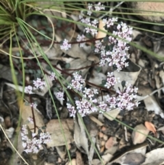 Poranthera microphylla (Small Poranthera) at Cotter River, ACT - 2 Nov 2021 by BrianH