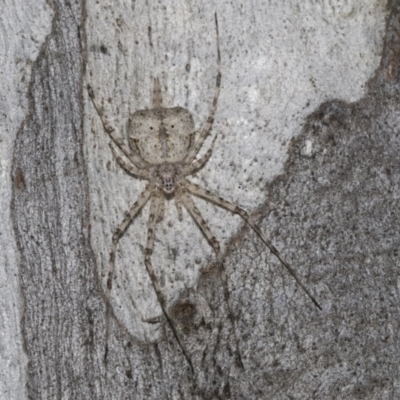 Tamopsis sp. (genus) (Two-tailed spider) at Scullin, ACT - 31 Oct 2021 by AlisonMilton