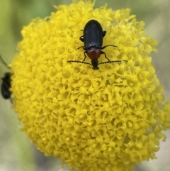 Atoichus bicolor (Darkling beetle) at Cotter River, ACT - 1 Nov 2021 by JaneR