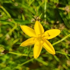 Hypoxis hygrometrica var. villosisepala (Golden Weather-grass) at Jerrabomberra, ACT - 2 Nov 2021 by Mike