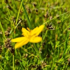 Hypoxis hygrometrica var. villosisepala at Jerrabomberra, ACT - 2 Nov 2021