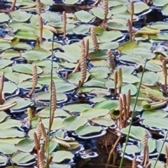 Potamogeton sulcatus (Pondweed) at Jerrabomberra, ACT - 2 Nov 2021 by Mike