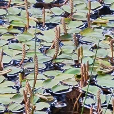 Potamogeton sulcatus (Pondweed) at Isaacs Ridge Offset Area - 2 Nov 2021 by Mike