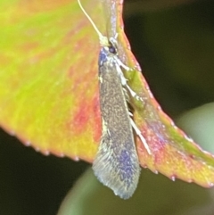 Opogona omoscopa (Detritus Moth) at Jerrabomberra, NSW - 2 Nov 2021 by Steve_Bok