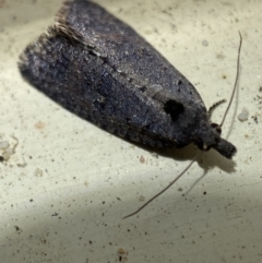 Cryptaspasma sordida at Jerrabomberra, NSW - 2 Nov 2021