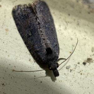 Cryptaspasma sordida at Jerrabomberra, NSW - 2 Nov 2021