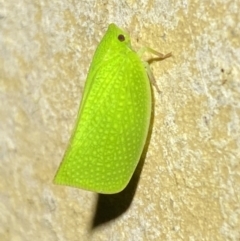 Siphanta acuta (Green planthopper, Torpedo bug) at Jerrabomberra, NSW - 2 Nov 2021 by Steve_Bok