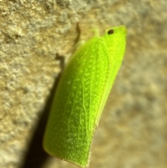 Siphanta acuta at Jerrabomberra, NSW - 2 Nov 2021