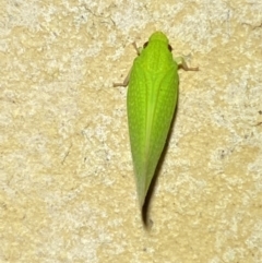 Siphanta acuta at Jerrabomberra, NSW - suppressed