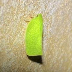 Siphanta acuta at Jerrabomberra, NSW - 2 Nov 2021