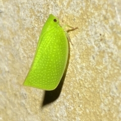 Siphanta acuta at Jerrabomberra, NSW - suppressed