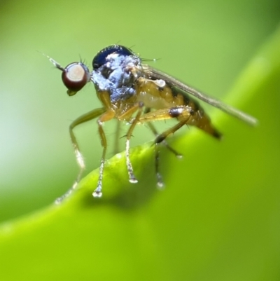Hoplopeza pulcherrima (A dance fly) at Jerrabomberra, NSW - 2 Nov 2021 by SteveBorkowskis