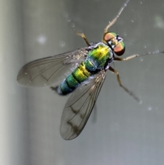 Dolichopodidae (family) (Unidentified Long-legged fly) at Jerrabomberra, NSW - 2 Nov 2021 by SteveBorkowskis