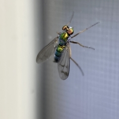 Dolichopodidae (family) at Jerrabomberra, NSW - suppressed