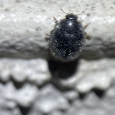 Coccinellidae (family) (Unidentified lady beetle) at Jerrabomberra, NSW - 2 Nov 2021 by SteveBorkowskis