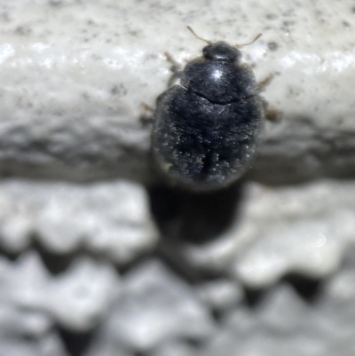 Coccinellidae (family) (Unidentified lady beetle) at Jerrabomberra, NSW - 2 Nov 2021 by Steve_Bok