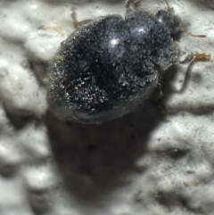 Coccinellidae (family) at Jerrabomberra, NSW - 2 Nov 2021