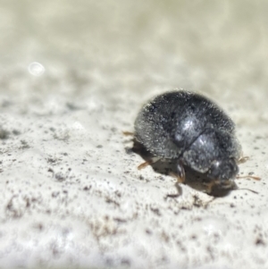 Coccinellidae (family) at Jerrabomberra, NSW - 2 Nov 2021