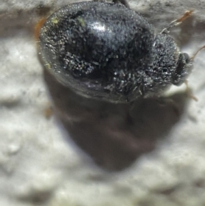 Coccinellidae (family) at Jerrabomberra, NSW - 2 Nov 2021