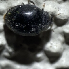 Coccinellidae (family) at Jerrabomberra, NSW - 2 Nov 2021