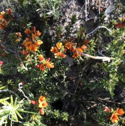 Pultenaea procumbens (Bush Pea) at Mount Clear, ACT - 31 Oct 2021 by BrianH