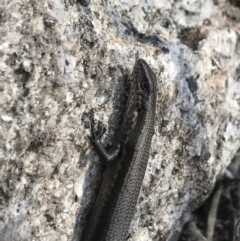 Pseudemoia entrecasteauxii (Woodland Tussock-skink) at Cotter River, ACT - 27 Oct 2021 by BrianH